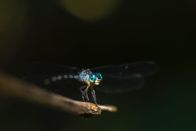 浅焦摄影蓝蜻蜓